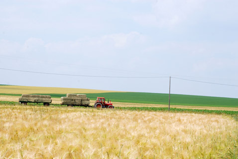 Czy powszechnie stosowany herbicyd w polskim i europejskim rolnictwie szkodzi naszemu zdrowiu?        