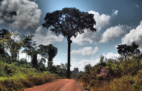 droga w Amazonii